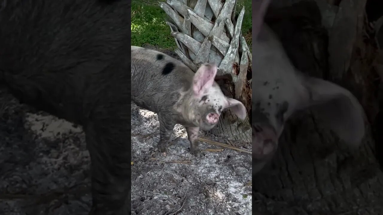 Disco Pig! #disco #playthatfunkymusic #pigs #gloucestershire #dance