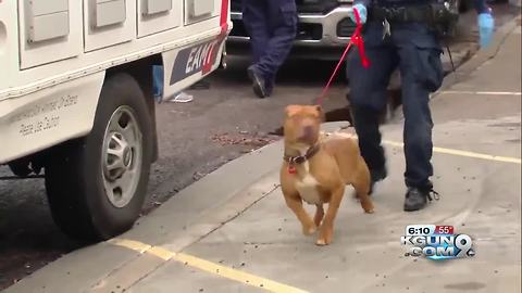 Dozens of animals seized from Petopia boarding facility in Phoenix