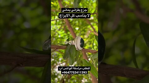 جزع بقراني يماني