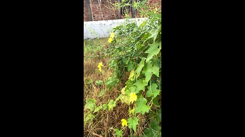 My vegetables garden