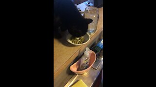 Milo eats everything