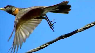 IECV NV #348 - 👀 American Robin On The Fence & On The Power Line 5-25-2017