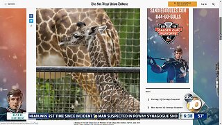 Baby giraffe born at San Diego Zoo