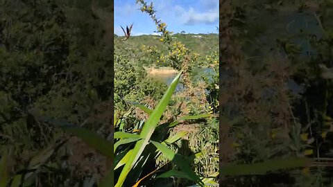 Beach surrounded by bush.