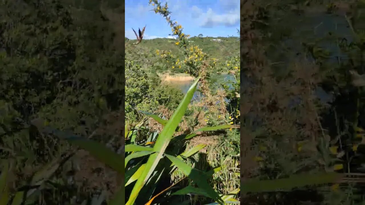 Beach surrounded by bush.