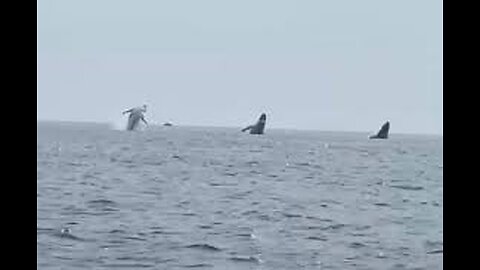 3 humpback whales funny video