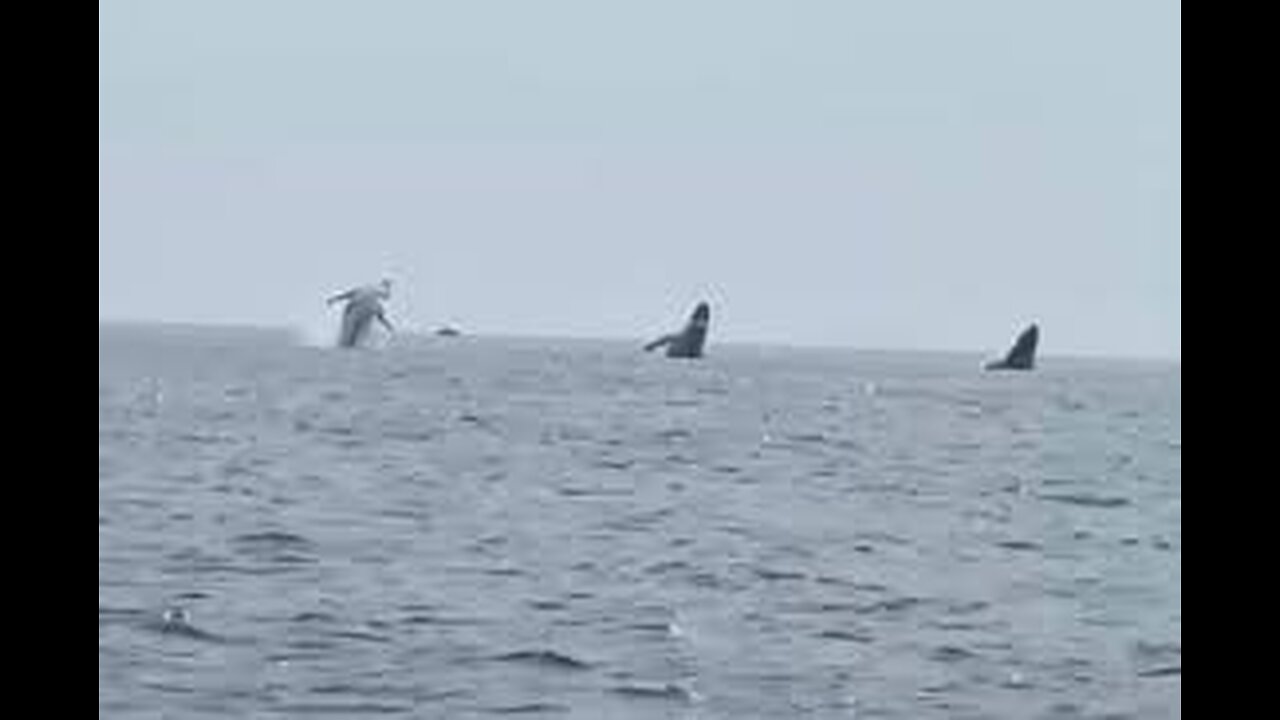 3 humpback whales funny video