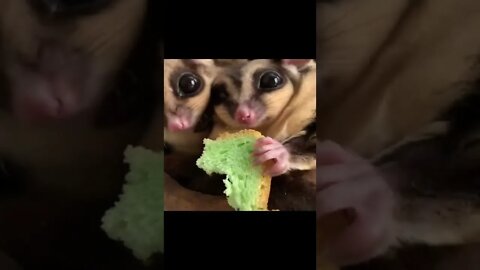 3 baby animals house in eating food for youtube