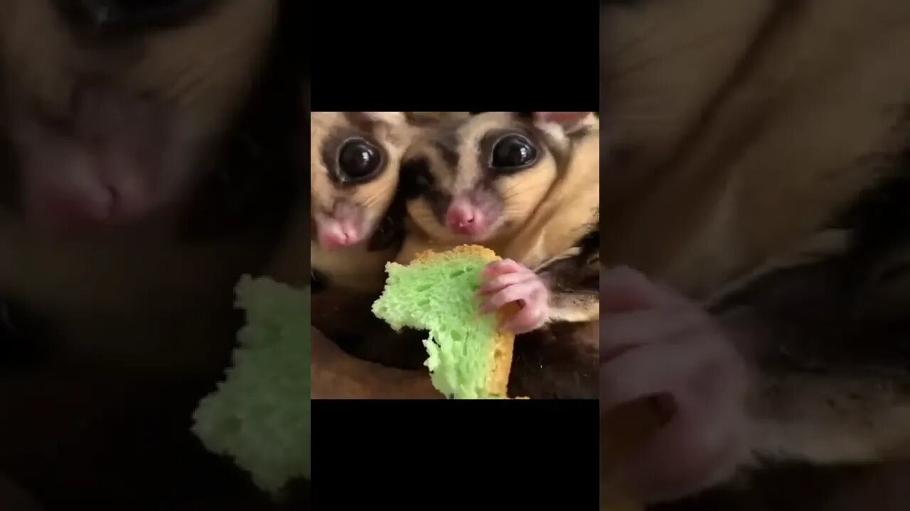 3 baby animals house in eating food for youtube