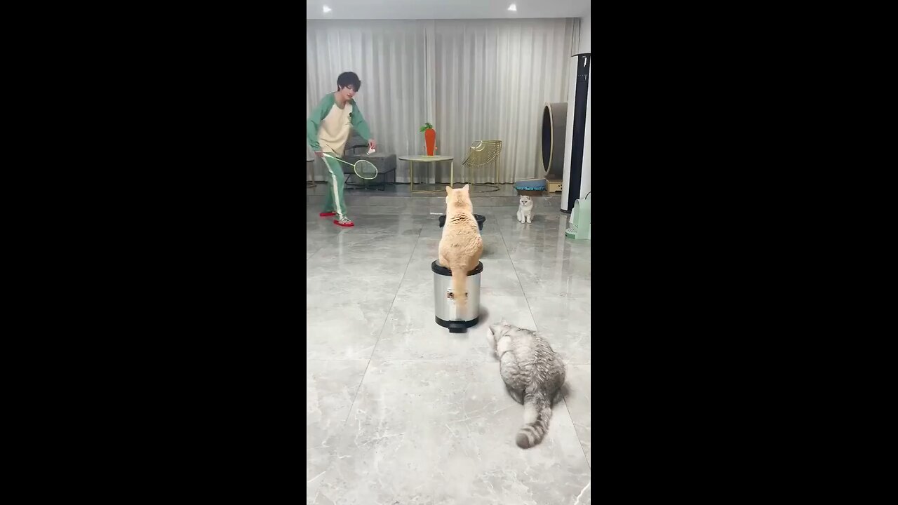 Trained Cat