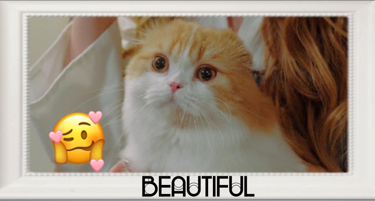 Cat is beautiful "cute cat