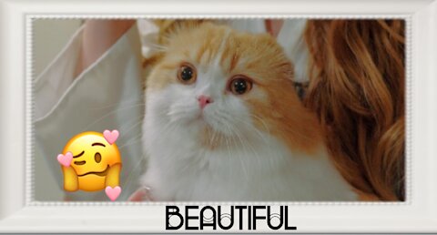 Cat is beautiful "cute cat