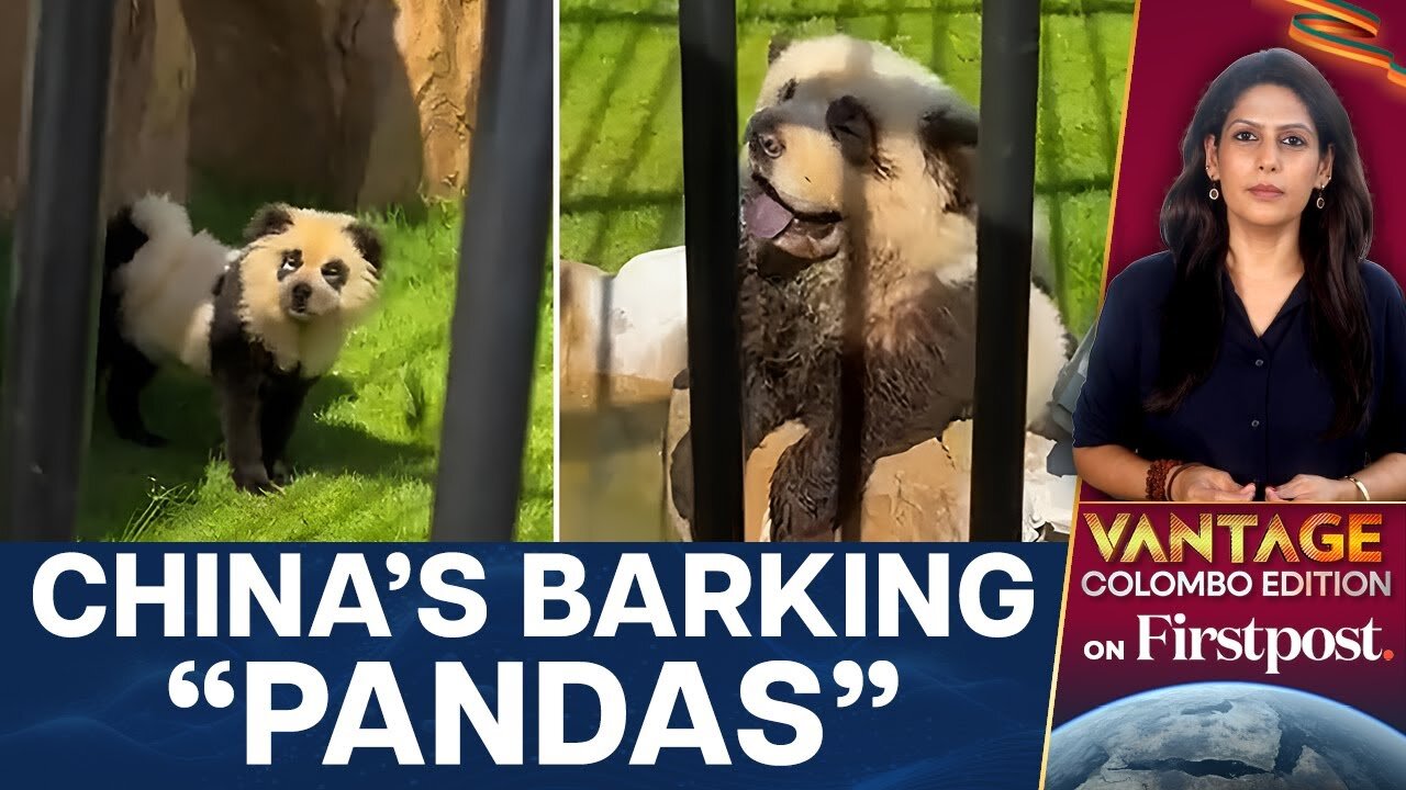 Chinese Zoo Admits to Presenting Dogs as Pandas | Vantage with Palki Sharma