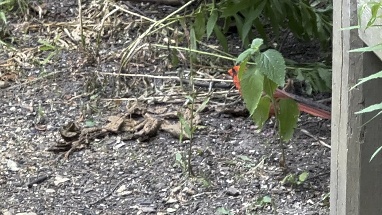 Male Cardinal 2