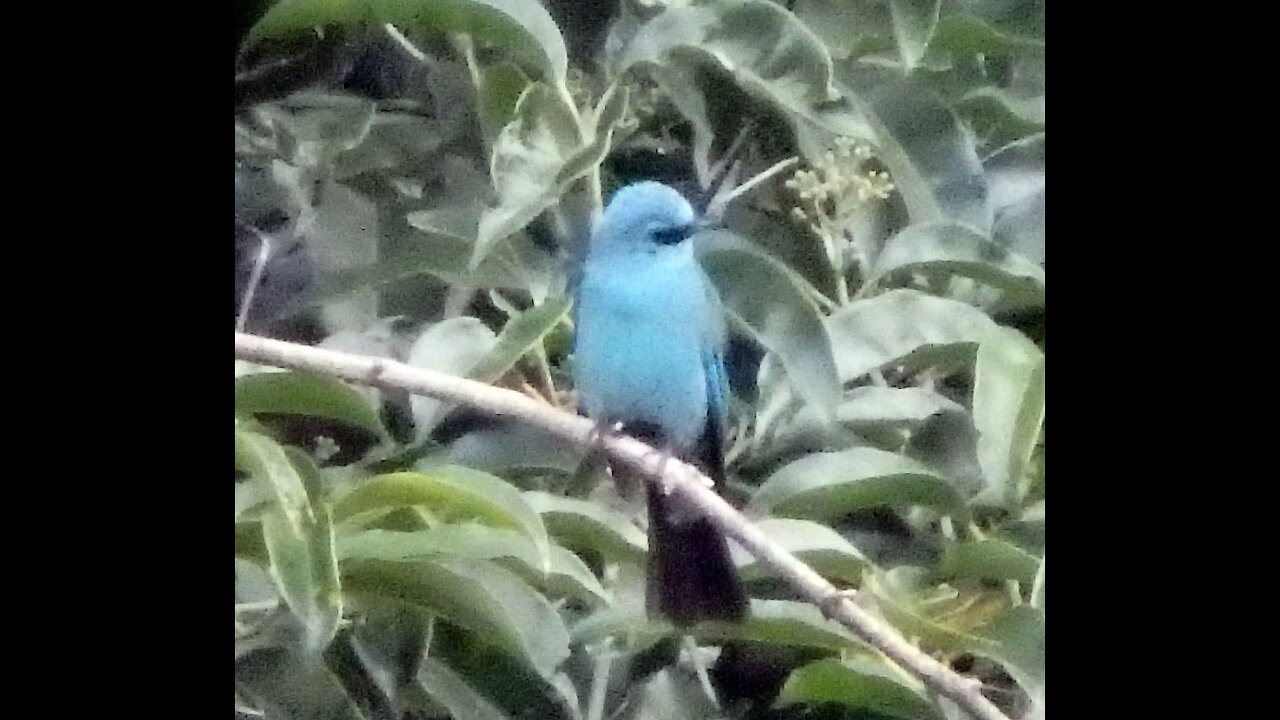 Verditer Flycatcher bird video