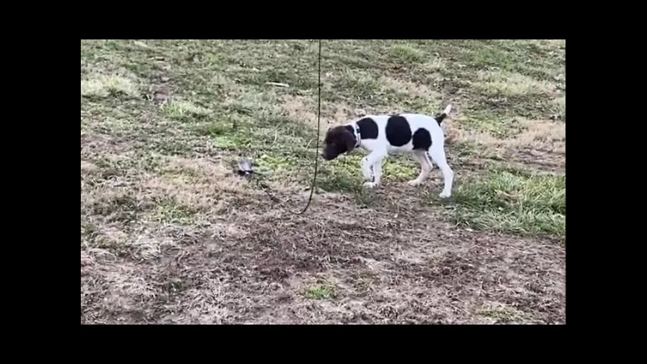 Training day 9 weeks old puppy. Venus Ranch #GSP dogs