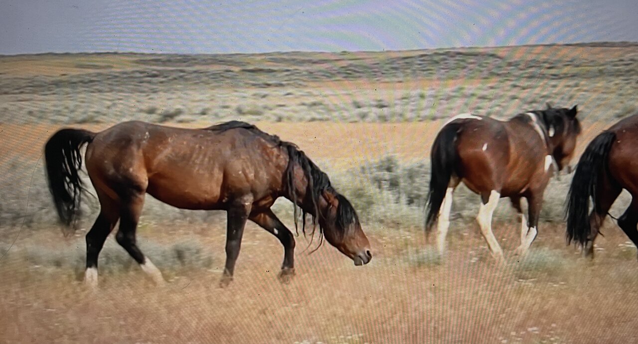 WHOA Wild Horses of America Ep 4 McCullough Peaks in Wyoming by Karen King