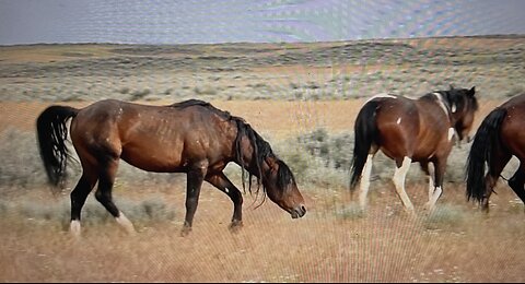 WHOA Wild Horses of America Ep 4 McCullough Peaks in Wyoming by Karen King