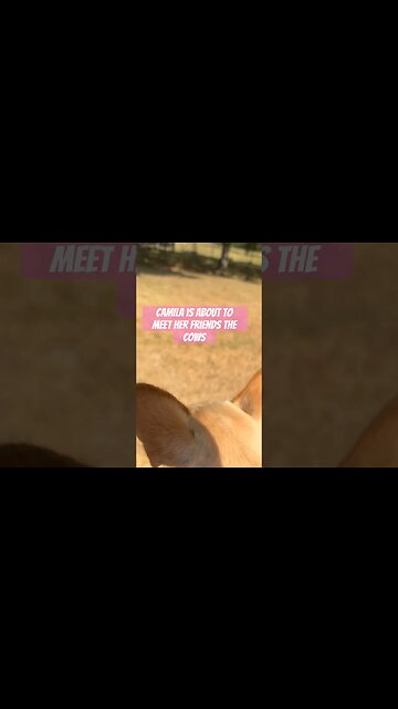 When CHIHUAHUA meets BULL 🐮🦮 #whitebull #chihuahuababy #chihuahuadog #toroblanco #funnychihuahua