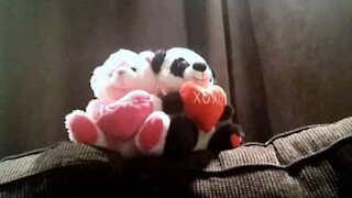 Des ours en peluche dansent pour la Saint-Valentin!