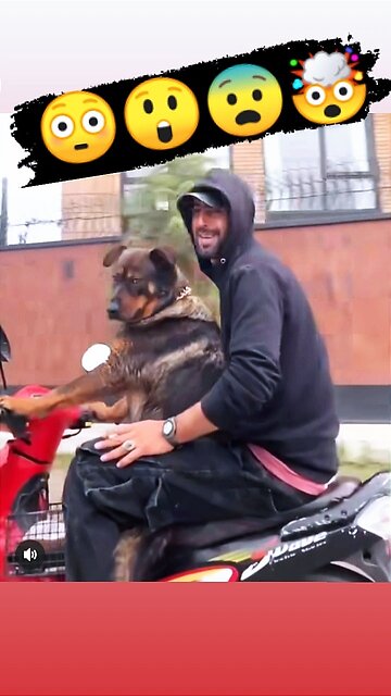 A dog drives a motorcycle😲.a dog driver, dogs,interesting,funny video, creative dog,funny animals