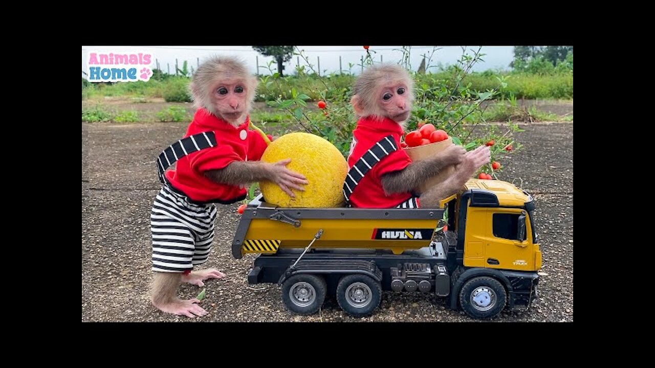 BiBi goes to harvest fruit on the farm