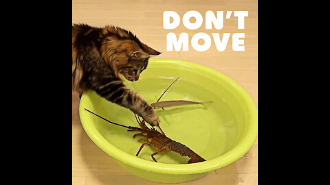 don't move