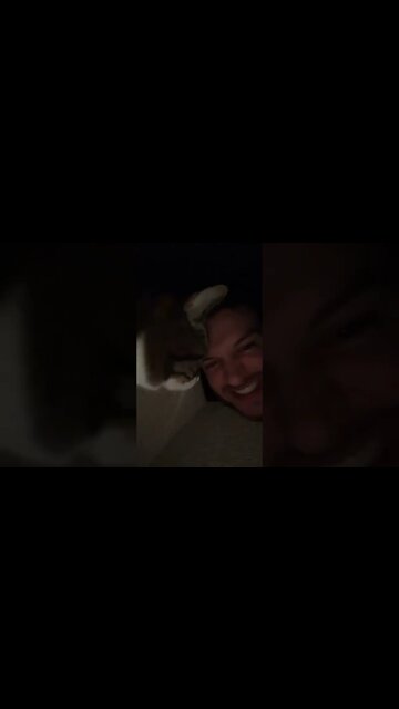 Why do Cats Always Creep on You?