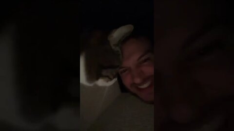 Why do Cats Always Creep on You?