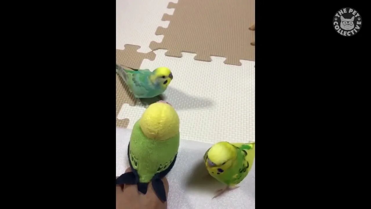 Try Not To Laugh | Funny Birds Video Compilation