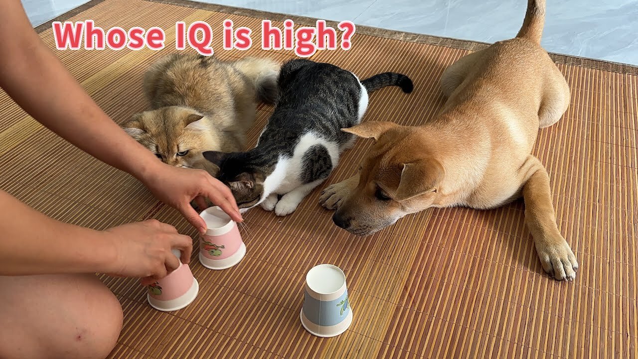 IQ test for cats and dogs