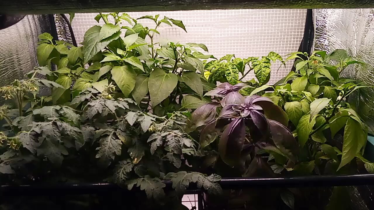 Wild Urban Gardens 2024 - Indoor Greenhouse Update: peppers, basil, and actual tomatoes