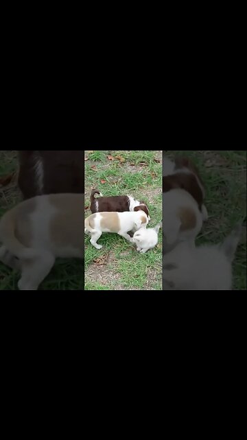 Щенки хотят дружить с котятами но котята против