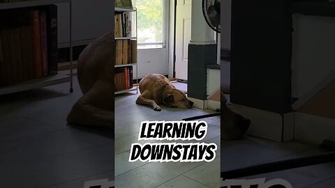 Learning downstay from a walk #downstay #learningobedience