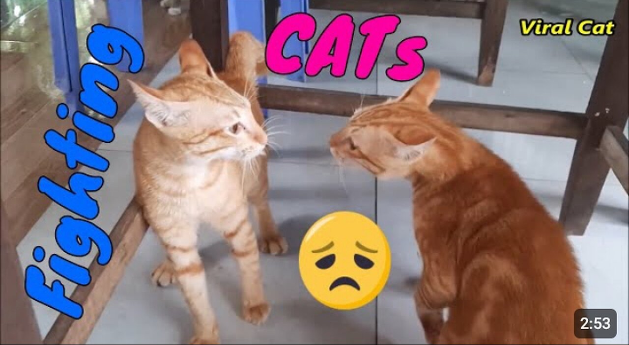 Cats Fighting And Meowing -These two are Bloody Brothers! Viral Cat ..😹