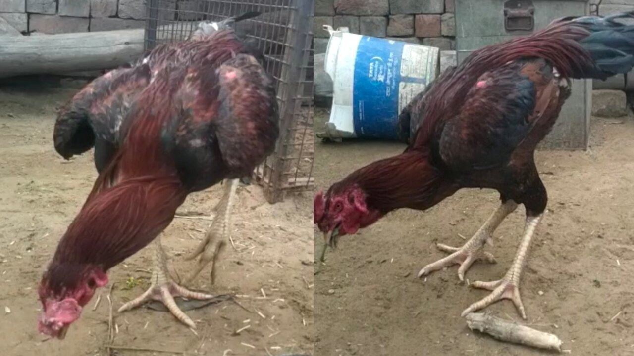 Cock