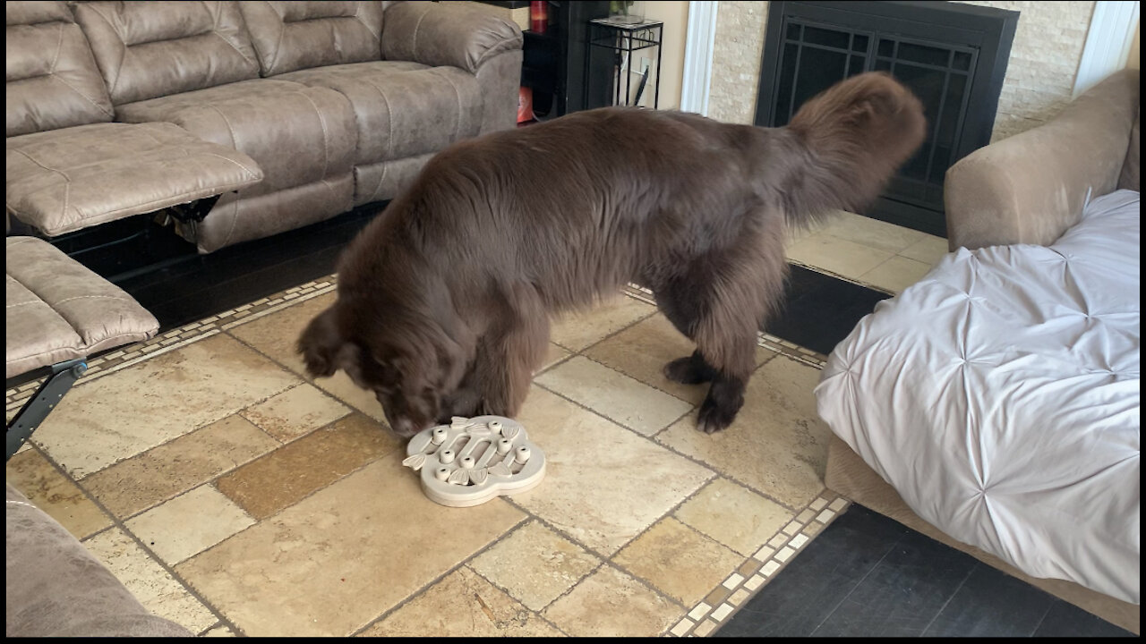 Clever Newfoundland finds treats hidden inside puzzle