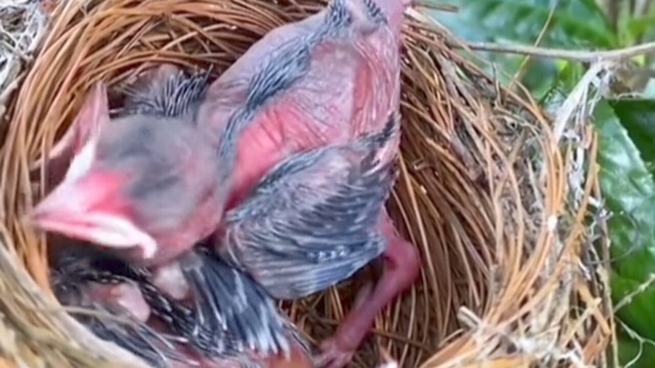 For the seek of her baby ,Mother bird eat baby poos is this correct