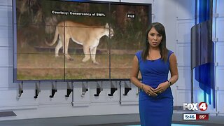 Panther kittens discovered near Immokalee