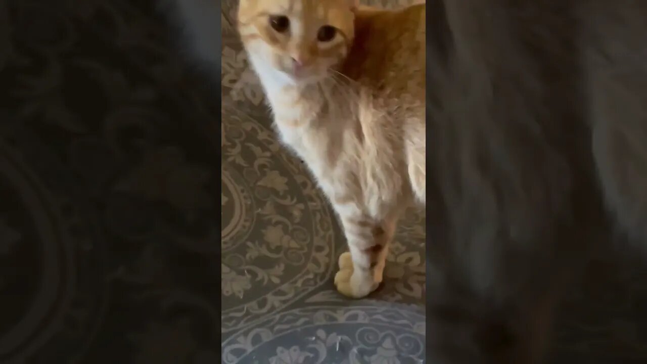 Kitties being brave during Tornado Arkansas winds. #kitty #kitties #cat #cats #catlover #tornado