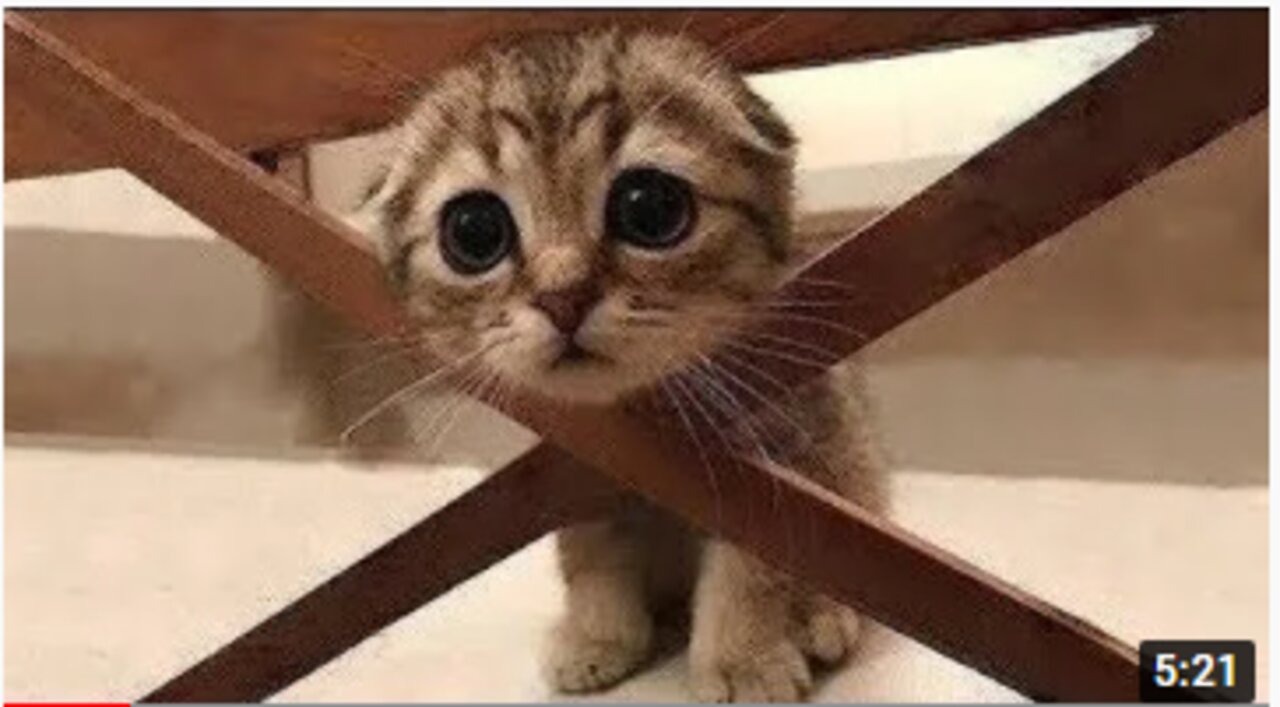 Funny And Cute Pets | Try Not To Laugh | Adorable Pets Compilation