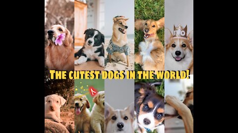 The cutest dogs in the world!