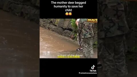 How A Mother Deer Begged For Help