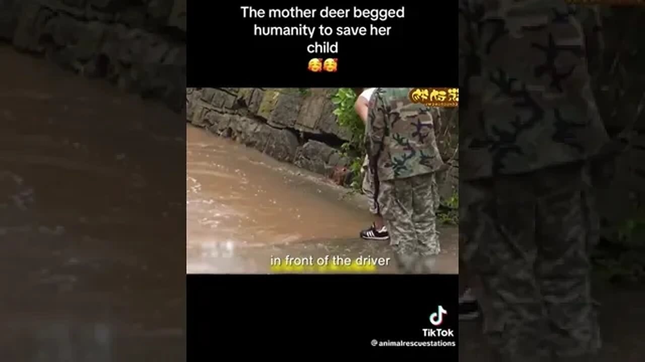 How A Mother Deer Begged For Help