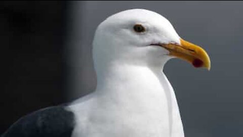 Gaivota rouba batatas de loja