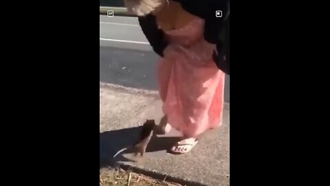 Rat goes up lady dress!!!