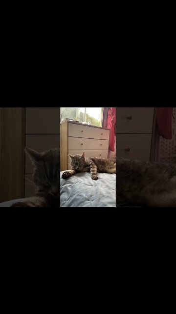 Chillest cat grooming