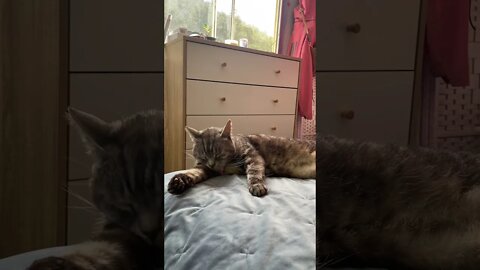 Chillest cat grooming