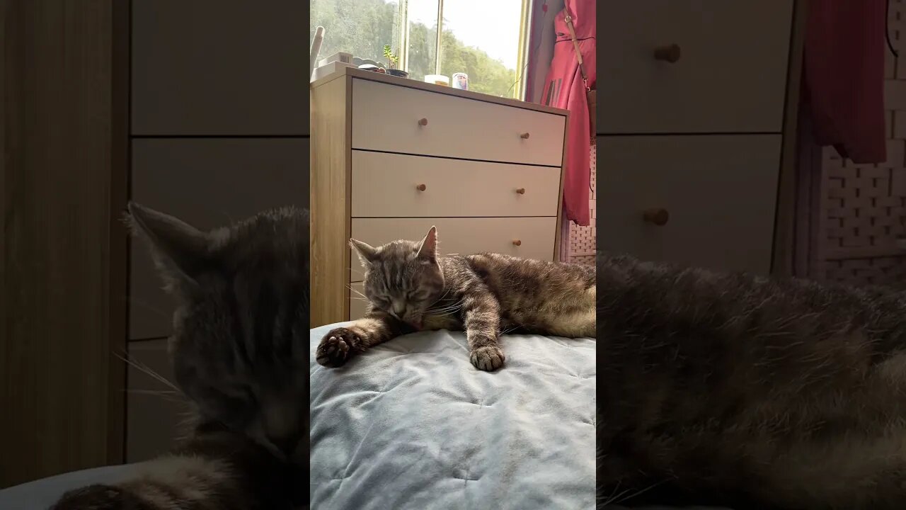 Chillest cat grooming