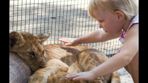 Lion Lives With Baby Girl